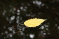 Autumn leaf dance on dark water. Royalty Free Stock Photo