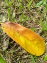 Yellow leaf is symbol this leaves dried