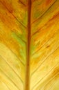 Yellow leaf texture Royalty Free Stock Photo