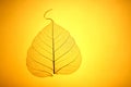 Yellow leaf texture Royalty Free Stock Photo