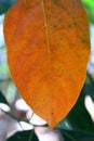 Yellow leaf texture Royalty Free Stock Photo