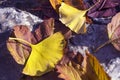 Yellow leaf texture detail Royalty Free Stock Photo