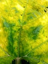 yellow leaf texture photo