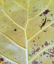 yellow leaf texture with prominent veins and brown spots Royalty Free Stock Photo