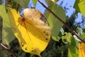 Beautiful heart shaped yellow leaf texture Royalty Free Stock Photo