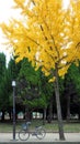 Yellow leaf tree in autumn and little old bicycle. Royalty Free Stock Photo