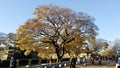 Yellow leaf tree Royalty Free Stock Photo