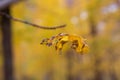 Yellow leaf on a tree branch. The concept of fall season