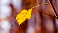 Yellow leaf on a tree branch in the forest on a blurred background, the last autumn leaf Royalty Free Stock Photo