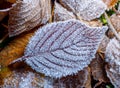 A yellow leaf from a tree covered with white frost Royalty Free Stock Photo