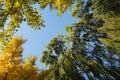 Yellow leaf and tree in fall Royalty Free Stock Photo