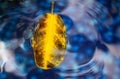 A yellow leaf from a tree floats on the surface of water Royalty Free Stock Photo