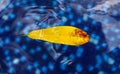 A yellow leaf from a tree floats on the surface of water Royalty Free Stock Photo