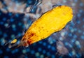 A yellow leaf from a tree floats on the surface of water Royalty Free Stock Photo