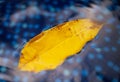 A yellow leaf from a tree floats on the surface of water Royalty Free Stock Photo