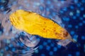 A yellow leaf from a tree floats on the surface of water Royalty Free Stock Photo