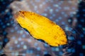 A yellow leaf from a tree floats on the surface of water Royalty Free Stock Photo