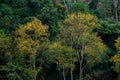 Yellow leaf tree green spring At Tea farm organic Tea farm 2000 Doi Ang Khang Chiang Mai Thailand Royalty Free Stock Photo