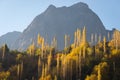 Yellow leaf of tree in Gupis valley in autumn season, Pakistan Royalty Free Stock Photo