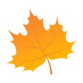 Yellow leaf of tree icon, isometric style Royalty Free Stock Photo