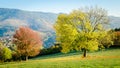 The yellow leaf tree and the red leaf tree