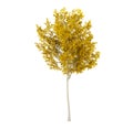 Yellow leaf tree on white background Royalty Free Stock Photo