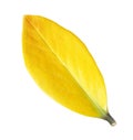 Yellow leaf vein isolated on white Royalty Free Stock Photo