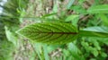 A yellow leaf, very beautiful, looks very comfortable