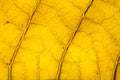 Yellow leaf with viens background Royalty Free Stock Photo