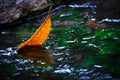 Yellow leaf in the water