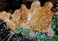 Yellow leaf with water pearls