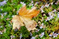 Yellow leaf. Withering leaf close-up. A fallen maple leaf on fading asters. Selective focus Royalty Free Stock Photo