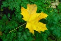 Yellow leaf. Withering leaf close-up. Fallen maple leaf. Selective focus Royalty Free Stock Photo
