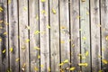 Yellow leaf on Wooden wall texture