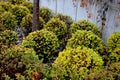 Yellow-leafed low bushes in a flowerbed on the street, shaped into a sphere. creates a compact, spherical shrub. This low deciduou