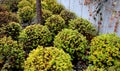 Yellow-leafed low bushes in a flowerbed on the street, shaped into a sphere. creates a compact, spherical shrub. This low deciduou