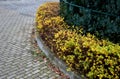 Yellow-leafed low bushes in a flowerbed on the street, shaped into a sphere. creates a compact, spherical shrub. This low deciduou