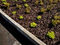 yellow-leafed low bushes in a flowerbed on the street,