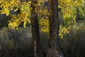 Yellow leafs in the autumn