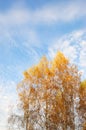 Yellow leafs of Birch tree on sky background Royalty Free Stock Photo
