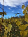 Yellow leafs on grapevines