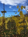 Yellow leafs on grapevines