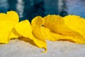 Yellow leafs near the swimming pool. Dry leafs fallen from a tree. Blue blurred background Royalty Free Stock Photo