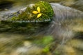 Yellow leafs resting on moss Royalty Free Stock Photo