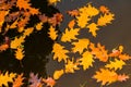 Yellow leafs in a water and reflection of a pine forest Royalty Free Stock Photo