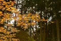 Yellow leafs in a water and reflection of a pine forest Royalty Free Stock Photo