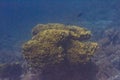 Yellow Leafy Cup Coral in Red Sea Royalty Free Stock Photo