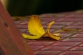 Yellow leave on a red metal ground