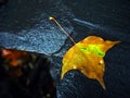 Yellow leave on a stone Royalty Free Stock Photo