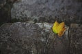 Yellow Leave on a Stone Royalty Free Stock Photo